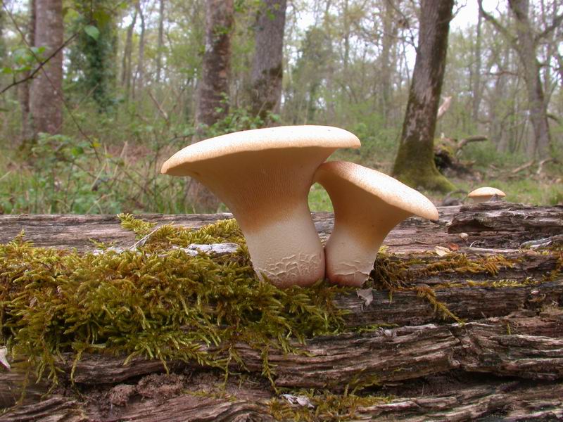 Mycoflora  toscana - Che grande soddisfazione....